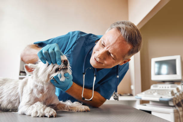 Best Emergency Treatment for Dental Infections or Abscesses in Robinwood, MD